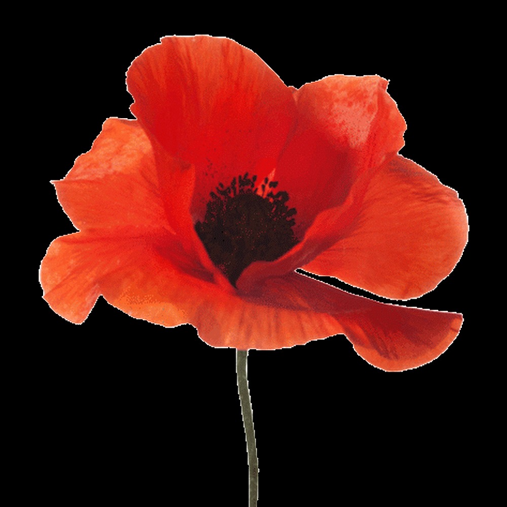 Meet your Posher, Poppy